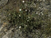 Silene rupestris 4, Saxifraga-Willem van Kruijsbergen
