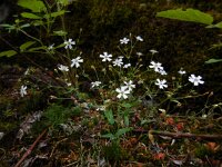 Silene rupestris 5, Saxifraga-Ed Stikvoort