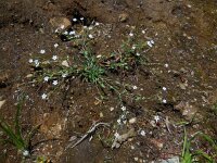 Silene rupestris 6, Saxifraga-Ed Stikvoort