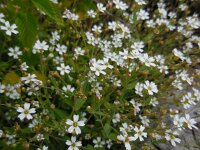 Silene rupestris 7, Saxifraga-Ed Stikvoort