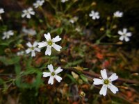 Silene rupestris 8, Saxifraga-Ed Stikvoort