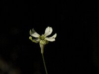 Silene saxifraga 2, Saxifraga-Jan van der Straaten