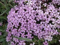 Silene saxifraga 3, Saxifraga-Jasenka Topic