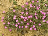 Silene scabriflora ssp scabriflora 10, Saxifraga-Jan van der Straaten