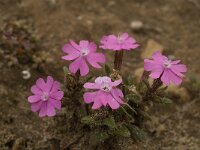 Silene scabriflora ssp scabriflora 13, Saxifraga-Jan van der Straaten