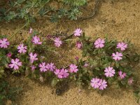 Silene scabriflora ssp scabriflora 2, Saxifraga-Willem van Kruijsbergen