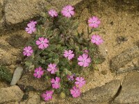 Silene scabriflora ssp scabriflora 3, Saxifraga-Willem van Kruijsbergen