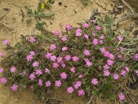 Silene scabriflora ssp scabriflora 4, Saxifraga-Willem van Kruijsbergen