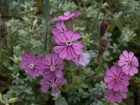 Silene scabriflora ssp scabriflora 5, Saxifraga-Willem van Kruijsbergen