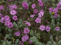 Silene scabriflora ssp scabriflora 6, Saxifraga-Willem van Kruijsbergen