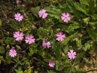 Silene scabriflora ssp scabriflora 7, Saxifraga-Jan van der Straaten