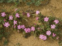 Silene scabriflora ssp scabriflora 8, Saxifraga-Jan van der Straaten