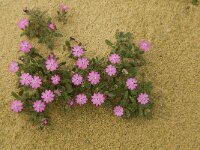Silene scabriflora ssp scabriflora 9, Saxifraga-Jan van der Straaten
