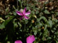 Silene schafta 3, Lijmkruid, Saxifraga-Ed Stikvoort : lijmkruid Breskens A900