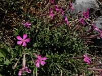 Silene schafta 6, Lijmkruid, Saxifraga-Ed Stikvoort : lijmkruid Breskens A900