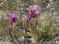 Silene suecica 2, Saxifraga-Jan van der Straaten