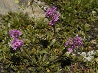 Silene suecica 3, Saxifraga-Willem van Kruijsbergen