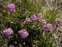 Silene suecica 4, Saxifraga-Willem van Kruijsbergen
