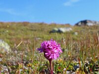 Silene suecica 5, Saxifraga-Jeroen Willemsen