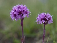 Silene suecica 6, Saxifraga-Luuk Vermeer