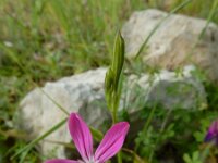 Silene ungeri 2, Saxifraga-Ed Stikvoort : Melissani grot Drakopoulata - Sami Kefalonia s9900