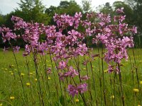 Silene viscaria 10, Rode pekanjer, Saxifraga-Ed Stikvoort