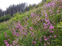 Silene viscaria 11, Rode pekanjer, Saxifraga-Ed Stikvoort
