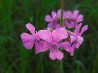 Silene viscaria 12, Rode pekanjer, Saxifraga-Ed Stikvoort