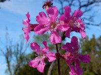 Silene viscaria 13, Rode pekanjer, Saxifraga-Ed Stikvoort