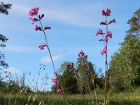 Silene viscaria 14, Rode pekanjer, Saxifraga-Ed Stikvoort
