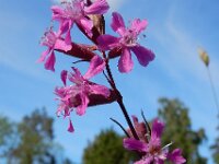 Silene viscaria 15, Rode pekanjer, Saxifraga-Ed Stikvoort