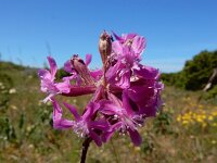 Silene viscaria 16, Rode pekanjer, Saxifraga-Ed Stikvoort