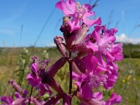 Silene viscaria 17, Rode pekanjer, Saxifraga-Ed Stikvoort