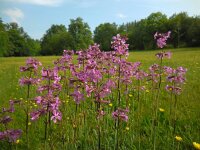 Silene viscaria 18, Rode pekanjer, Saxifraga-Ed Stikvoort