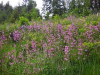 Silene viscaria 19, Rode pekanjer, Saxifraga-Ed Stikvoort