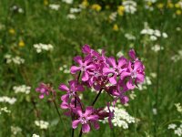 Silene viscaria 2, Rode pekanjer, Saxifraga-Dirk Hilbers