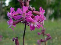 Silene viscaria 20, Rode pekanjer, Saxifraga-Ed Stikvoort