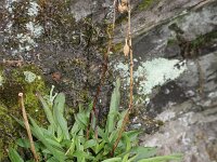 Silene viscaria 3, Rode pekanjer, Saxifraga-Rutger Barendse