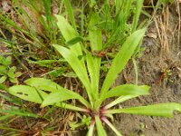 Silene viscaria 5, Rode pekanjer, Saxifraga-Rutger Barendse
