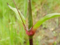 Silene viscaria 6, Rode pekanjer, Saxifraga-Rutger Barendse