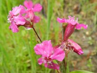 Silene viscaria 7, Rode pekanjer, Saxifraga-Rutger Barendse