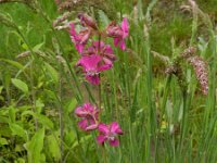 Silene viscaria 8, Rode pekanjer, Saxifraga-Rutger Barendse