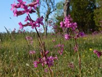 Silene viscaria 9, Rode pekanjer, Saxifraga-Ed Stikvoort