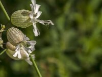 Silene vulgaris 59, Blaassilene, Saxifraga-Jan van der Straaten