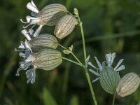 Silene vulgaris 63, Blaassilene, Saxifraga-Jan van der Straaten