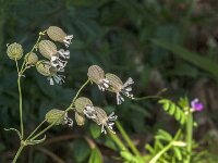 Silene vulgaris 68, Blaassilene, Saxifraga-Jan van der Straaten