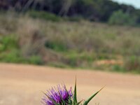Silybum marianum 10, Mariadistel, Saxifraga-Jeroen Willemsen