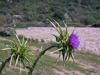Silybum marianum 11, Mariadistel, Saxifraga-Jeroen Willemsen