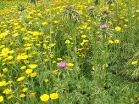Silybum marianum 12, Mariadistel, Saxifraga-Rutger Barendse
