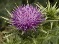 Silybum marianum 13, Mariadistel, Saxifraga-Jan van der Straaten
